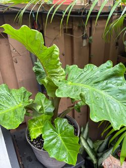 Alocasia 'Low Rider.