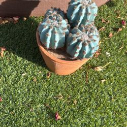 Fake Cactus From Arizona