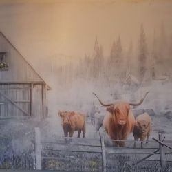 Hyland Cow Canvas Wall Art