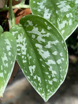 Scindapsus Pictus “Exotica” - Silver Satin Pothos