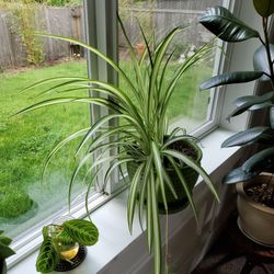 Light Green In Med Ceramic Pot