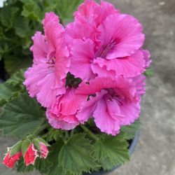 Geranium Washington Blooming Plant, In 1 Gallon Pot Pick Up Only
