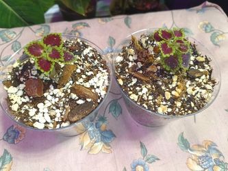 Coleus Starts