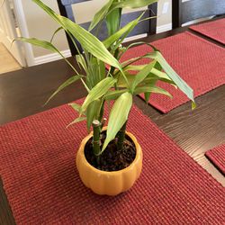 Bamboo House Plant 