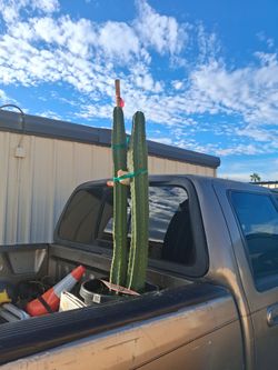 Cactus