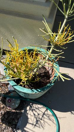 Euphorbia Succulent in Teal Ceramic Pot