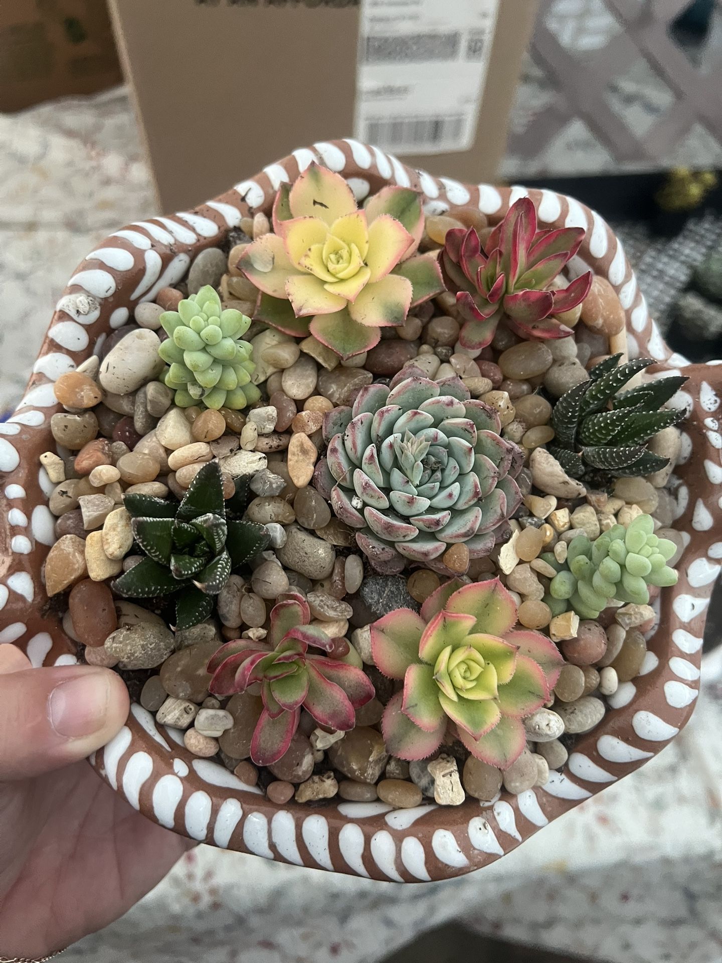 Succulent Areangement