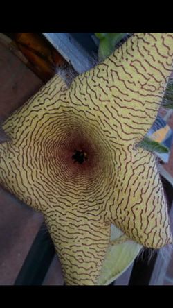 Stapelia,flor grande