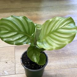 Greenery air purifier 🌿✨