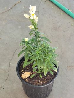 White snapdragon plant