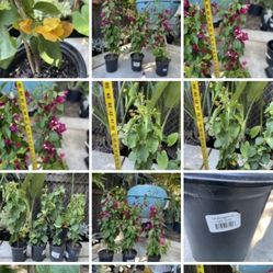 Most 2 to 3ft ****Flowering Bougainville (one gallon pot), 95820