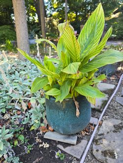 Variegated Canna Lilies (2) in Teal Ceramic Pot