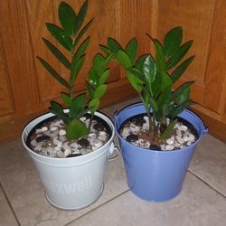 ZZ House plants$14 Each pot