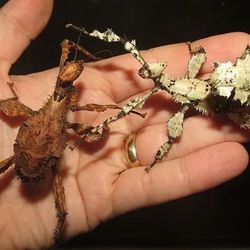 Giant Australian Spiny Stick Bugs Lichen Morph AND OTHERS