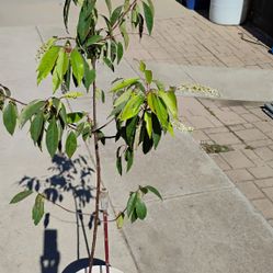 Capulin.  Mexican Wildcherry 