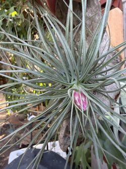 Tons Of Airplants To Choose From !