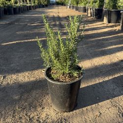 5-Gallon Upright Rosemary (Rosmarinus officinalis)