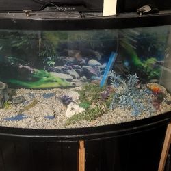 55 Gallon Fish Tank Full Start Up $ 75 O 