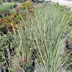 Fountain Grass🌼$5