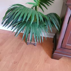PALM PLANT home decor greenery 