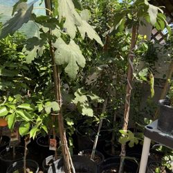 Árboles De Higo Mission Negro En 15 Galones 6 Piies De Altos Ya Tienen Frutas $100 Cada Uno Precio Firme