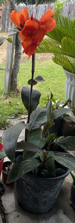 Blood Orange Canna Plant 