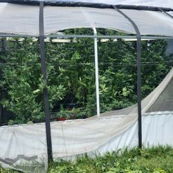 Automatic Greenhouse with Everything Included (Read Description Below)