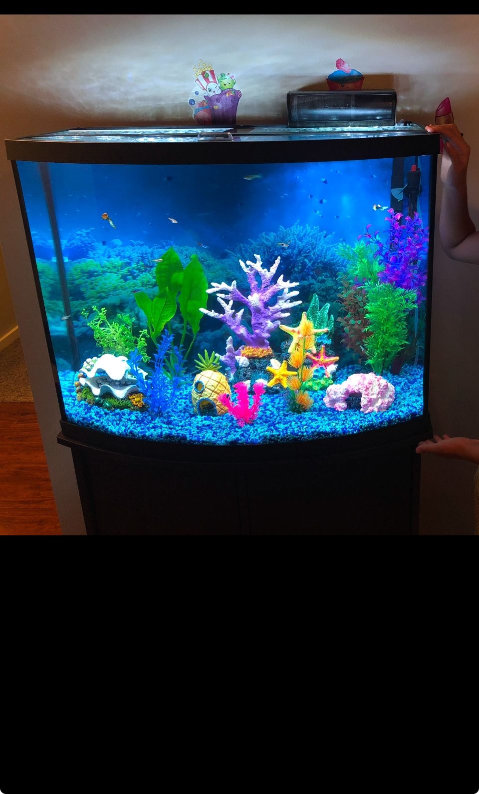 38 gallon fish tank, stand, and all the trimmings