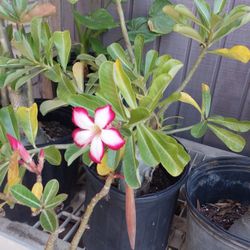 Flor De Desierto Plant