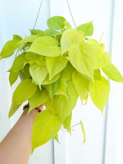 Philodendron Neon Cordatum Plant 6" Pot - Indoor House Plants