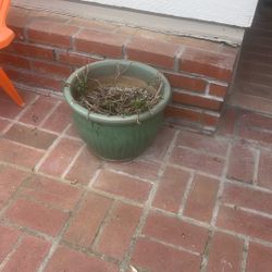 Ceramic Green Pot With Plant 