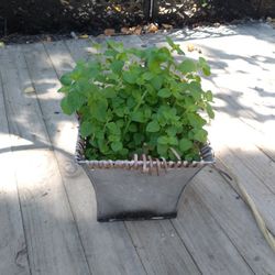 Oregano Plant