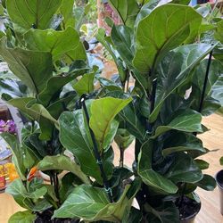 Fiddle Fig Leaf Tree 3plants In 1, 8” Pot