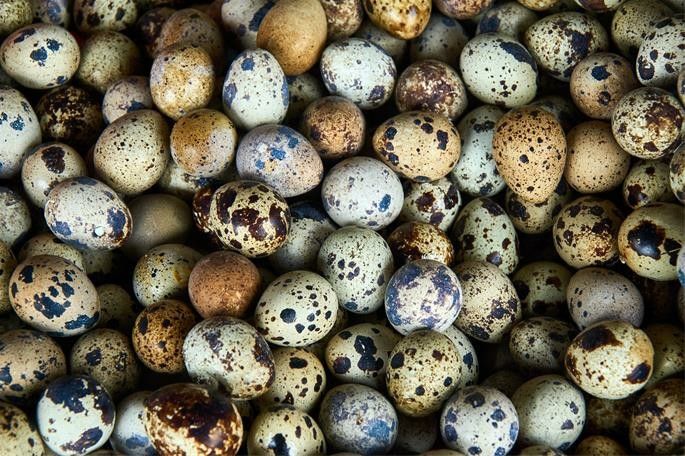 Fresh organic quail eggs fertilized