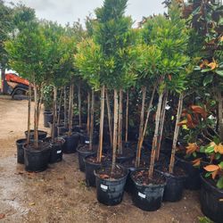 Japanese Blueberry Tree 15gallon 9ft Tall 