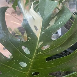 HERMOSAS PLANTAS NATURALES “MONSTERA THAI CONSTELLATION PLANT”