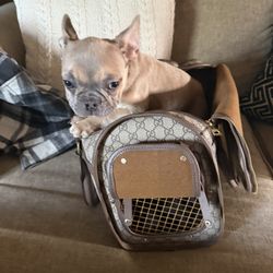Gucci Dog Bag 