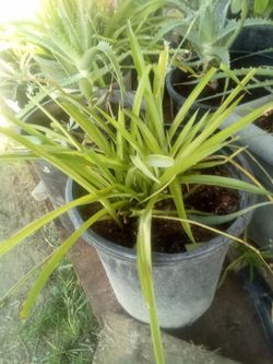 Large Spider Plant 🌿 Easy Care • Air Freshening • Pet Safe
Lazo de amor grande 🌿 Fácil
