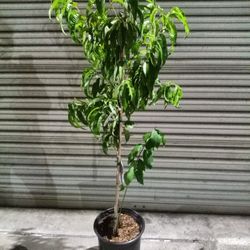 Nectarine Tree