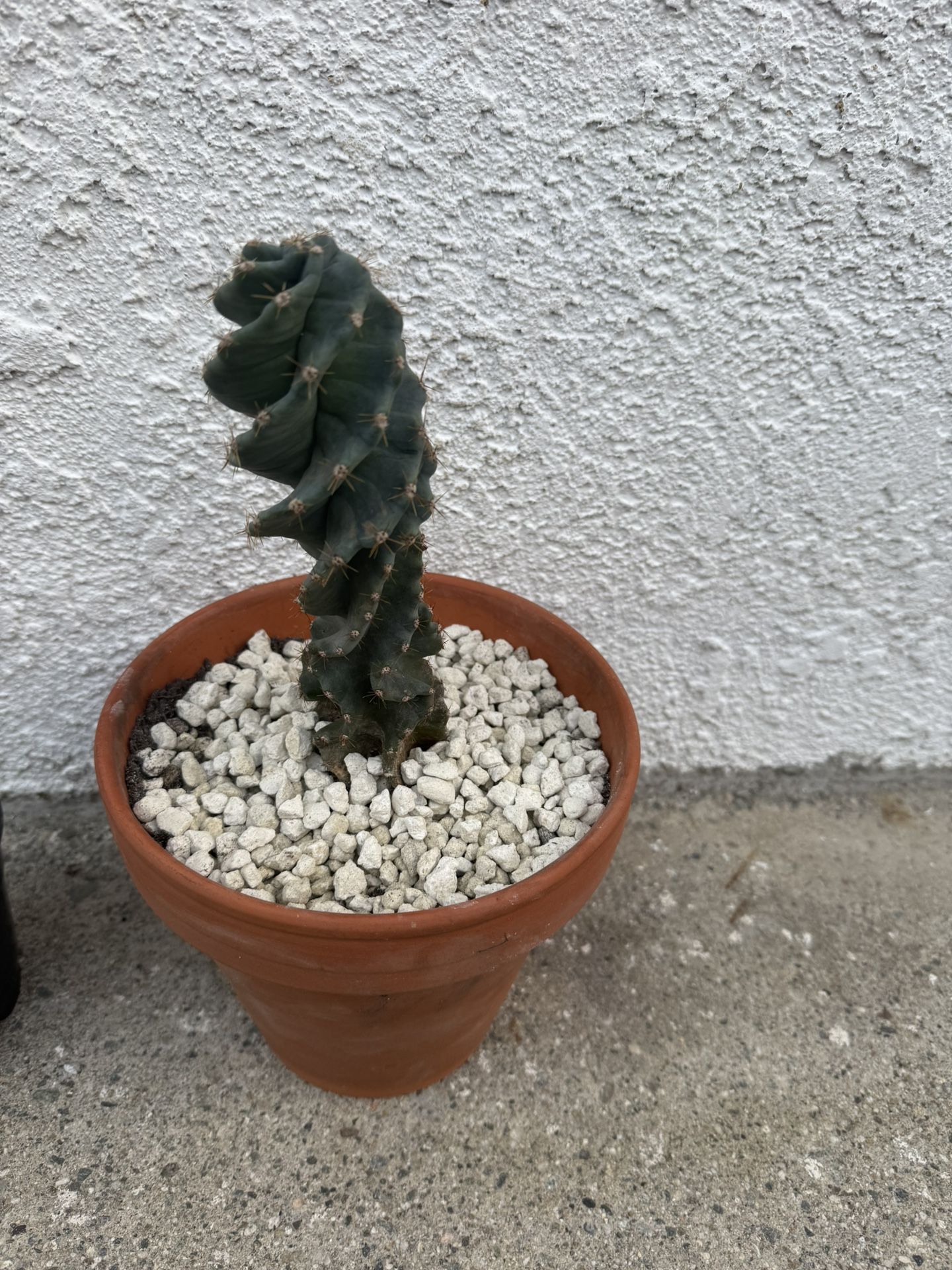 Spiral cactus “Cereus forbesii 'spiralis'
