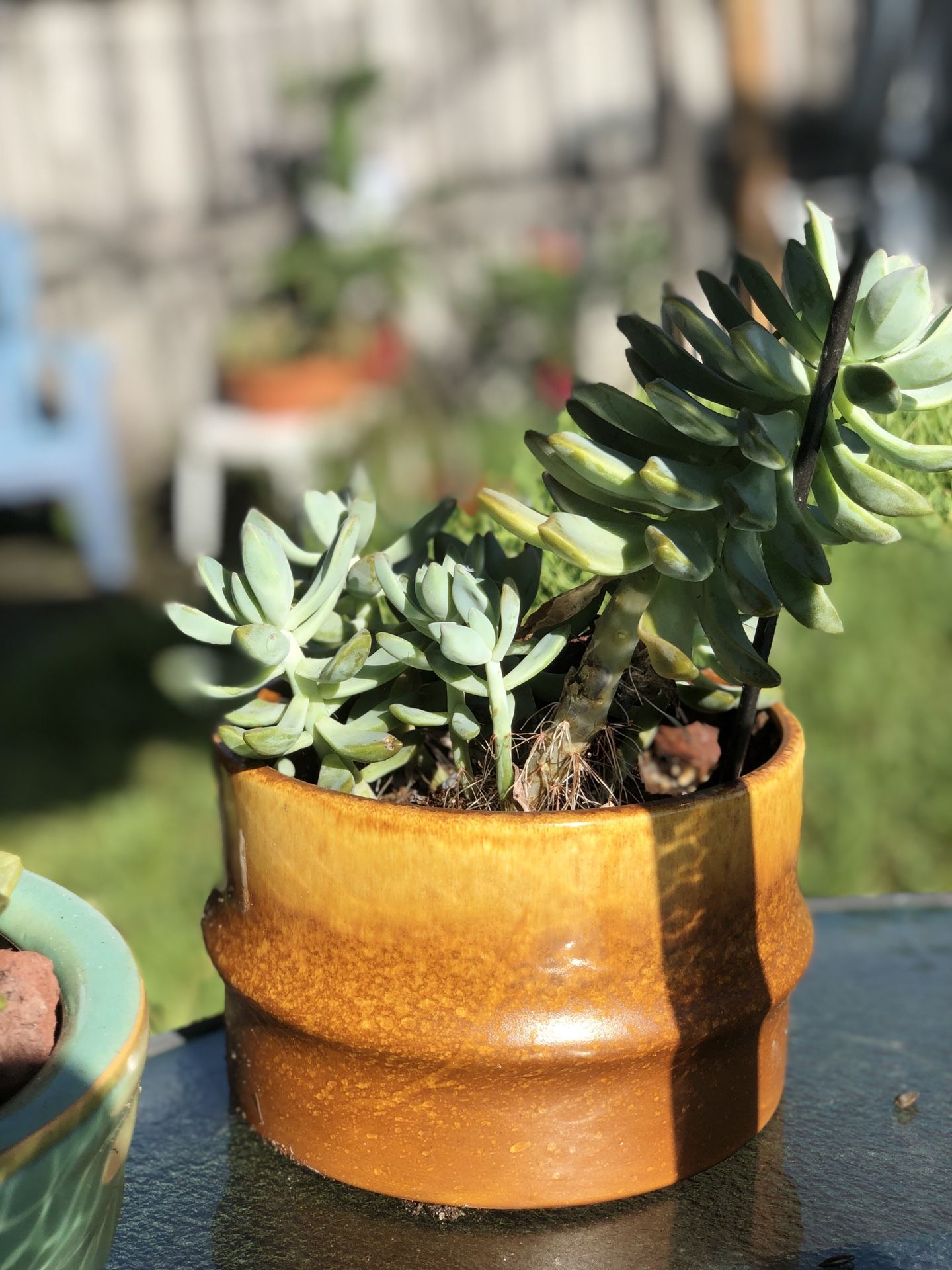 Ceramic Plant Pot (with Plant optional)