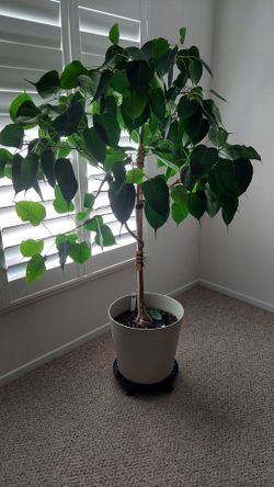 Ficus religiosa tree