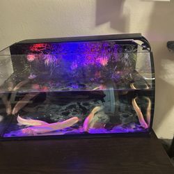 Fish Tank + Loaches
