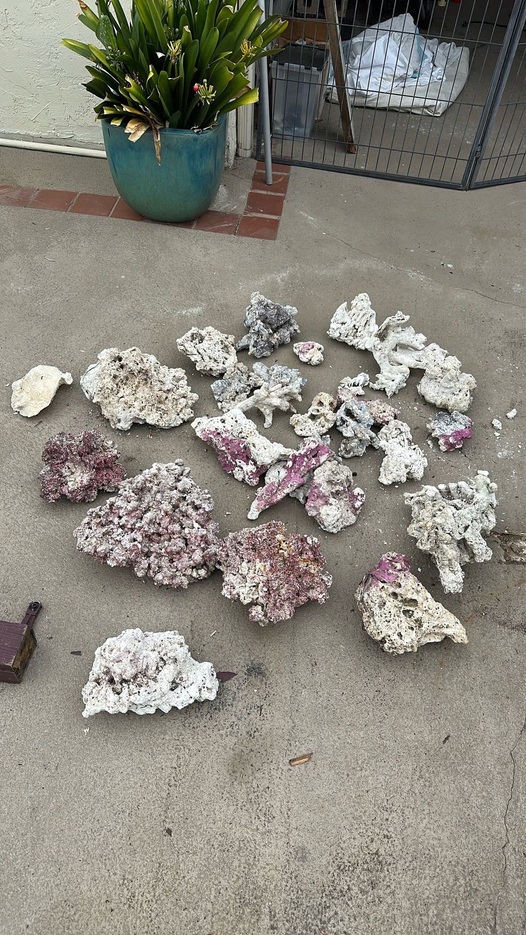 Coral For Salt Water Tank