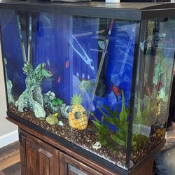 fish and tank