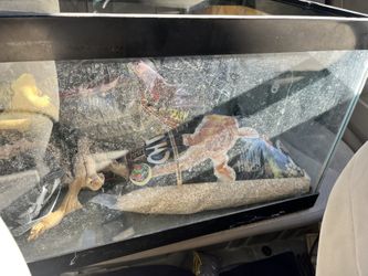 Glass Tank With Accessories