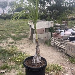 Queen Palm