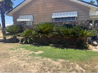 Medium Sago Palms