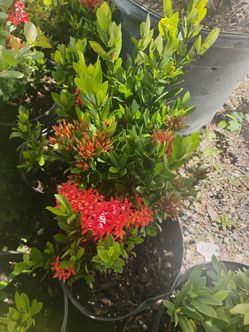 Dwarf red ixora plants 3gl $6