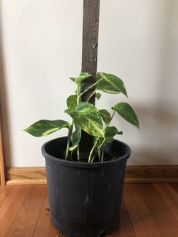 Golden Pothos Plant in Large Pot